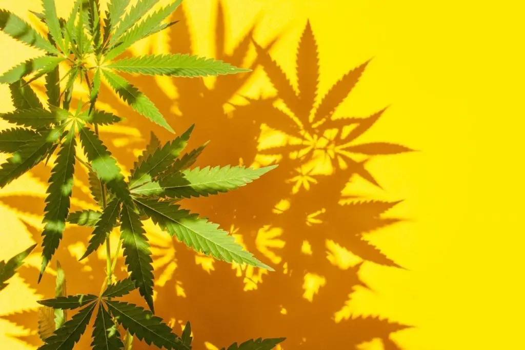 Indica vs sativa vs hybrid: Cannabis plant on a yellow background with shadows