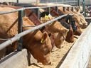 Livestock in a feedlot in Alberta.