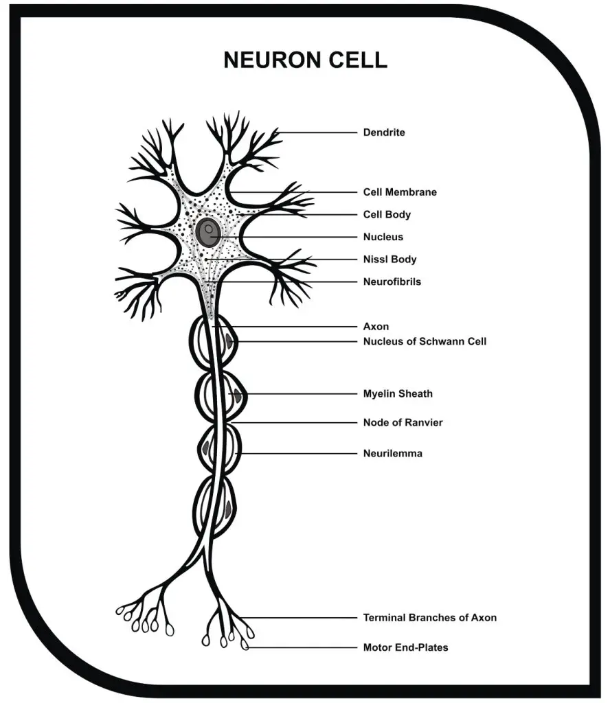 Illustration of nerve cells