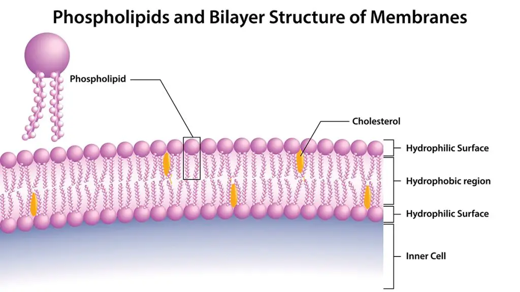 Illustration of phospholipids such as sunflower lecithin which creates the cell membrane