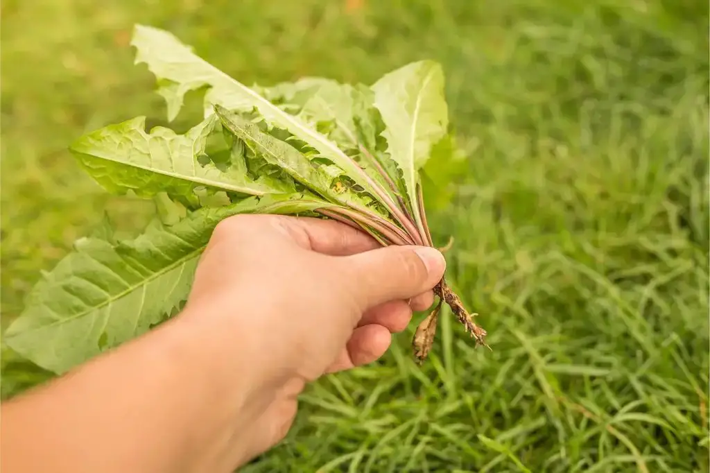 Pull weeds