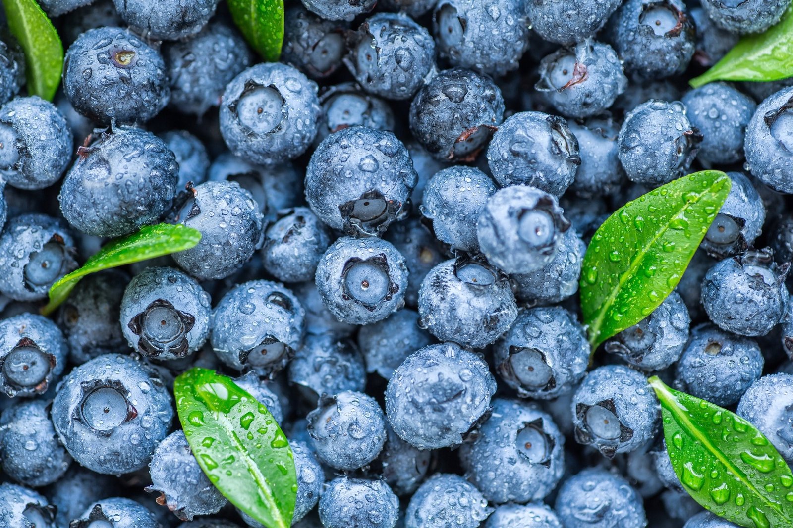 Study: Are the blueberries we buy good quality?  Comparative study of berries purchased from different outlets.  Image Credit: BukhtaYurii/Shutterstock.com