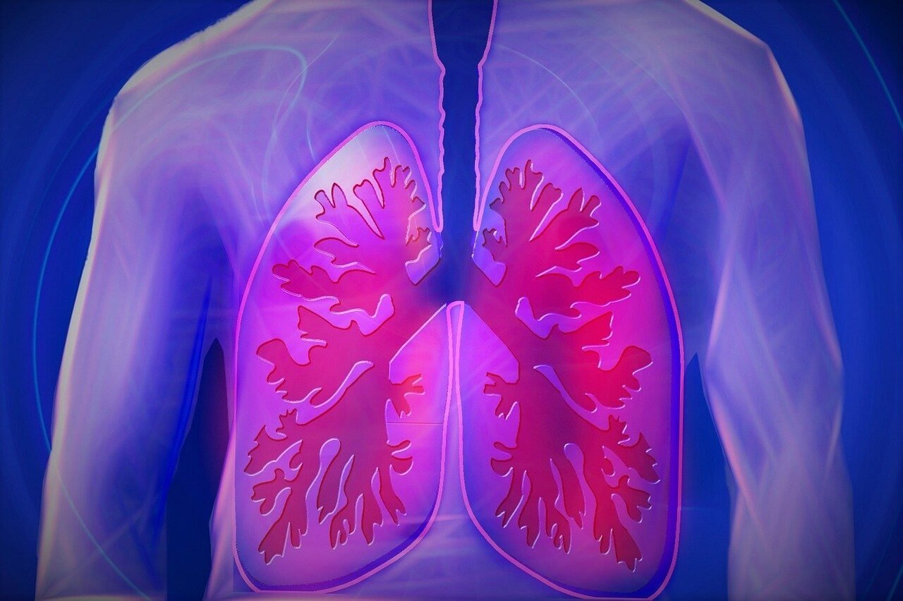 Image of the body with the lungs